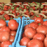 Фермерам Кубани помогут реализовать сельхозпродукцию gorkluch.ru - МО г.Горячий Ключ